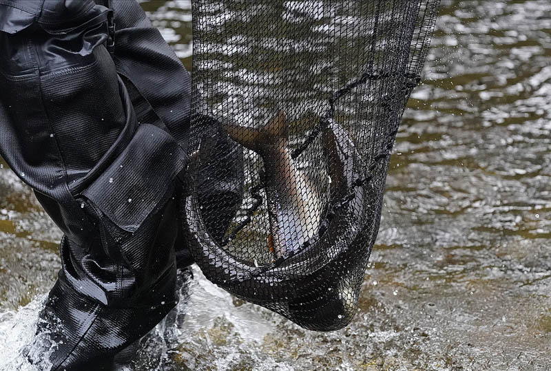 RiverCreeElectrFishing_10-11-2020-007