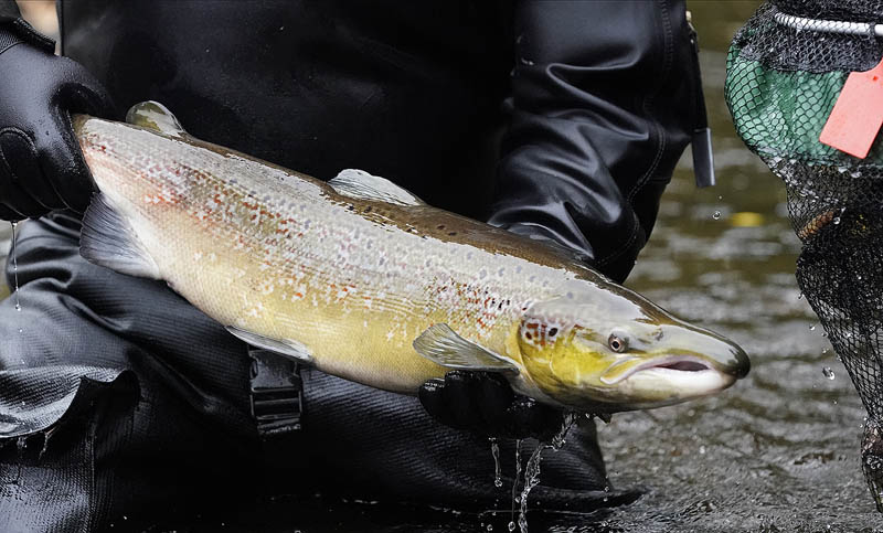 RiverCreeElectrFishing_10-11-2020-037