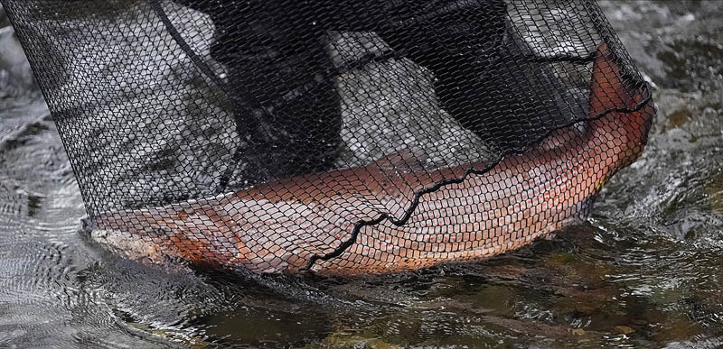 RiverCreeElectrFishing_10-11-2020-084