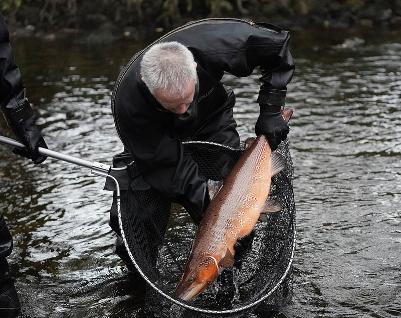 RiverCreeElectrFishing_10-11-2020-085