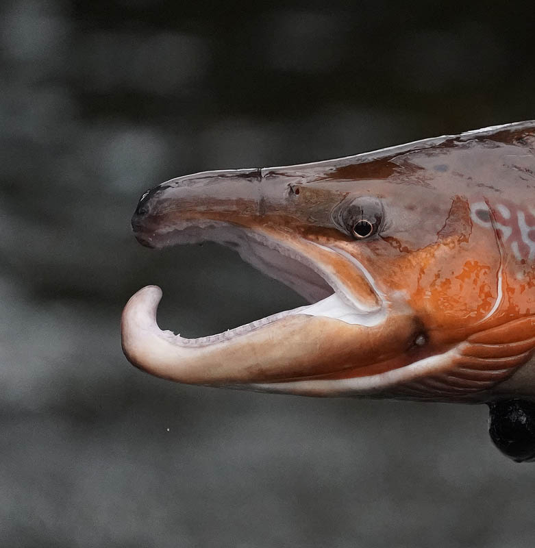 RiverCreeElectrFishing_10-11-2020-087