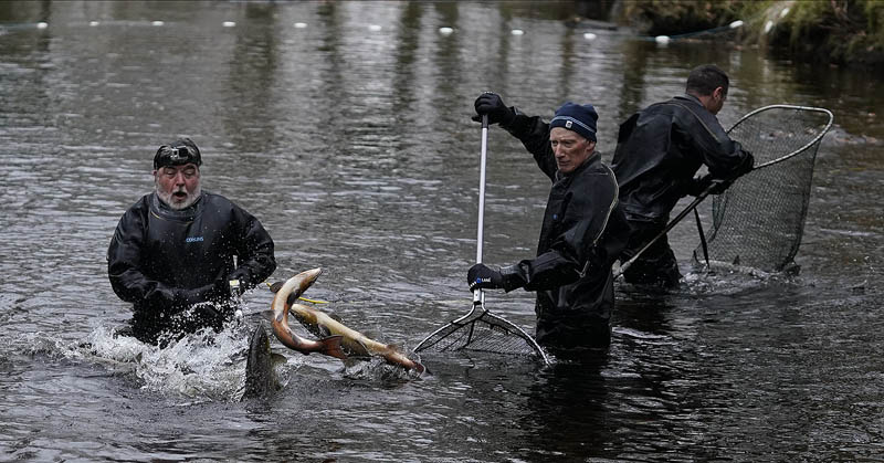 RiverCreeElectrFishing_10-11-2020-122