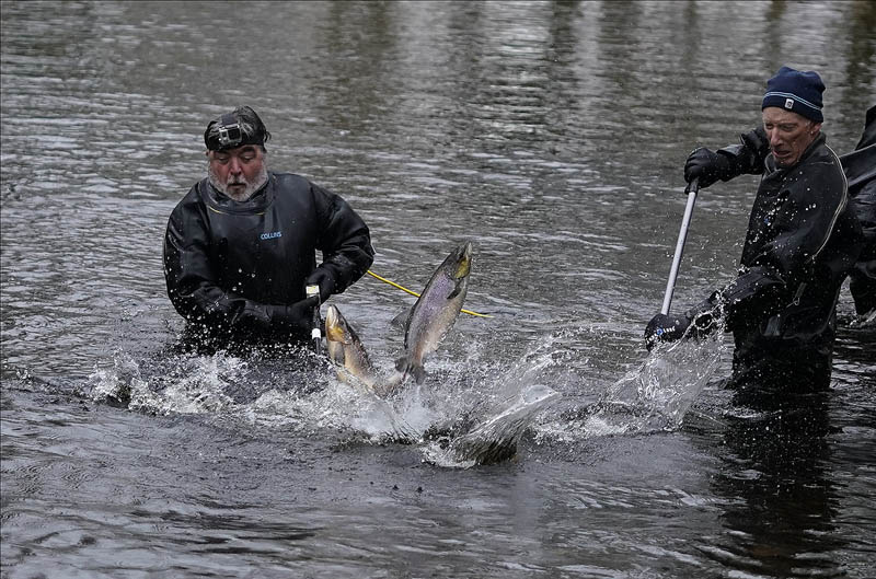 RiverCreeElectrFishing_10-11-2020-126