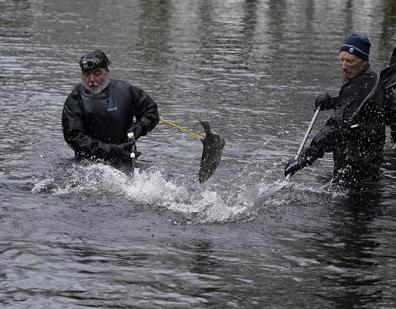 RiverCreeElectrFishing_10-11-2020-129